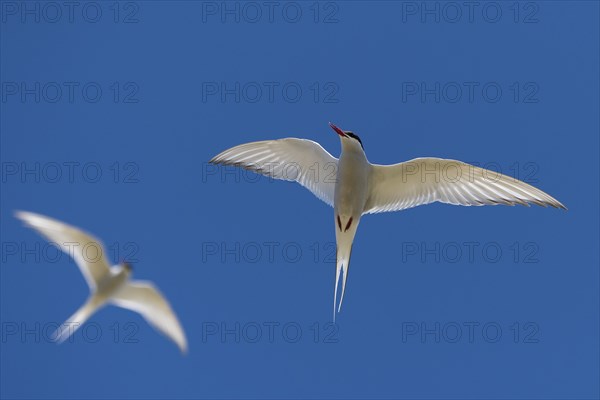 Arctic terns (Sterna paradisea) in flight, Reykjanes, Iceland, Europe