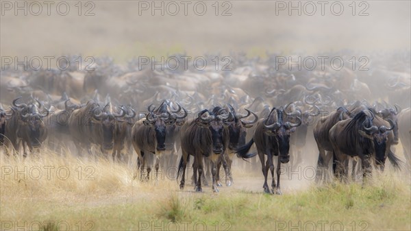 Africa, Wildebeest migration in Kenya, Masai Mara, Wildebeest herd crosses river