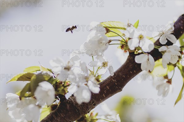 Bee on a cherry blossom, photographed in Jauernick-Buschbach, 12/04/2024