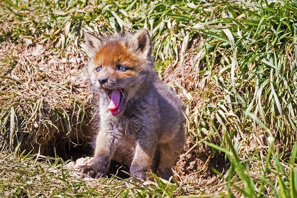 Young fox in front of the foxhole, Lower Saxony, Federal Republic of Germany