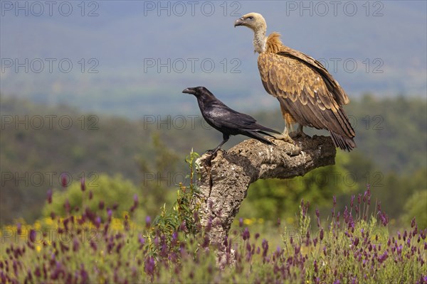 Griffon Vulture, Eurasian Griffon Vulture, Griffon Vulture, Eurasian Griffon, (Gyps fulvu), Vautour