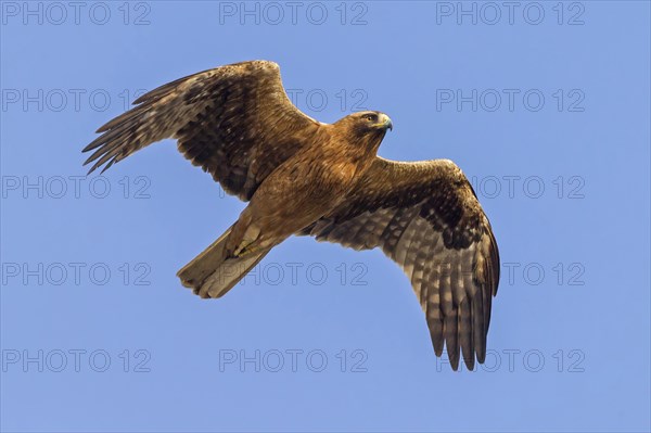 Birds on camera, A booted eagle in flight, Israel, Middle East, Asia