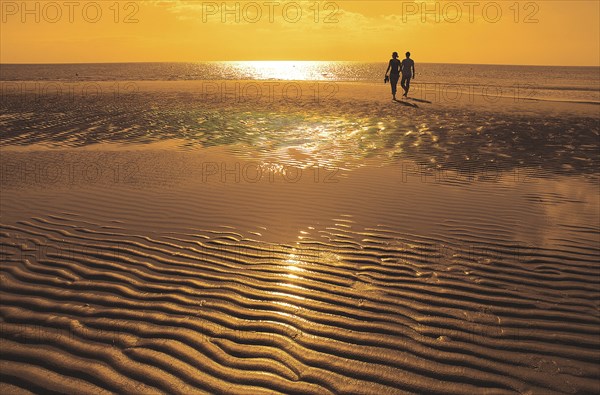 An aar on the beach at sunset in the Wadden Sea, North Sea coast, Lower Saxony, Federal Republic of