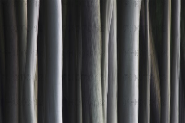 Abstract, motion blurred beech tree trunks at Ghost Wood, Gespensterwald along the Baltic Sea beach