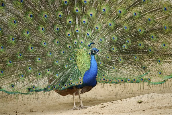 Indian peafowl (Pavo cristatus) spread one's tail (feathers) on the ground, Spain, Europe