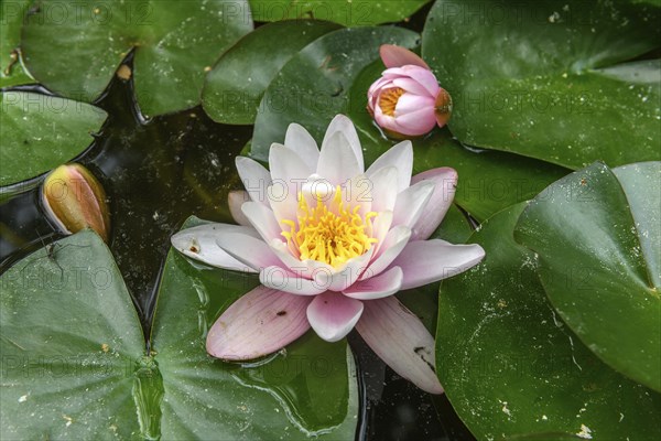 Water lily blooming in a pond. Bas-Rhin, Collectivite europeenne d'Alsace, Grand Est, France,