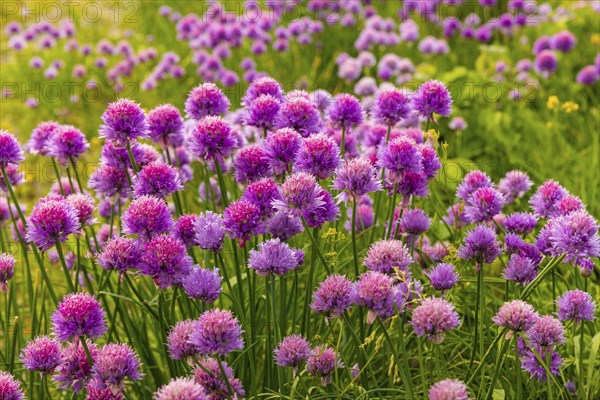Flowering chives on the Elbe meadows in Dresden's Old Town