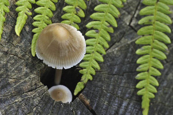 Common bonnet (mycena), toque, rosy-gill fairy helmet (Mycena galericulata) growing on tree trunk