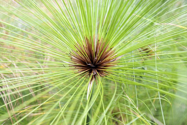 True papyrus sedge (Cyperus papyrus), Madeira, Portugal, Europe