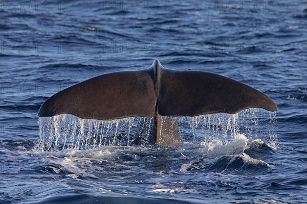 Fluke of a sperm whale (Physeter macrocephalus), North Sea, Andenes, Vesteralen, Norway, Europe