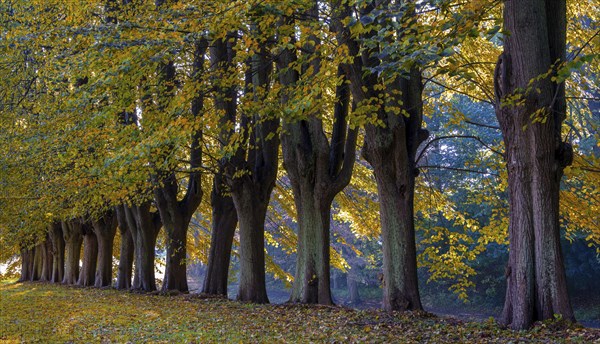 Autumn time, palace gardens, Ahrensburg, Schleswig-Holstein, Germany, Europe
