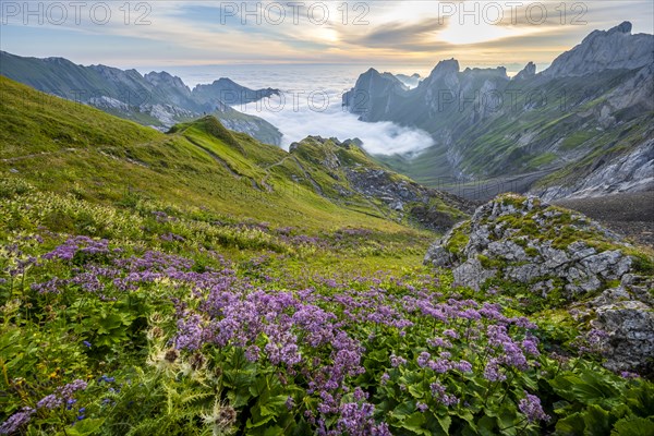 Purple flowers on a mountain meadow, view over SÃ¤ntis mountains into the valley of Meglisalp at