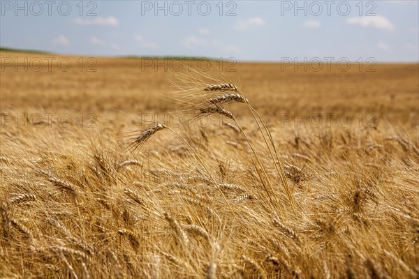 Ripe barley (Hordeum vulgare), Rhineland-Palatinate, Germany, Europe