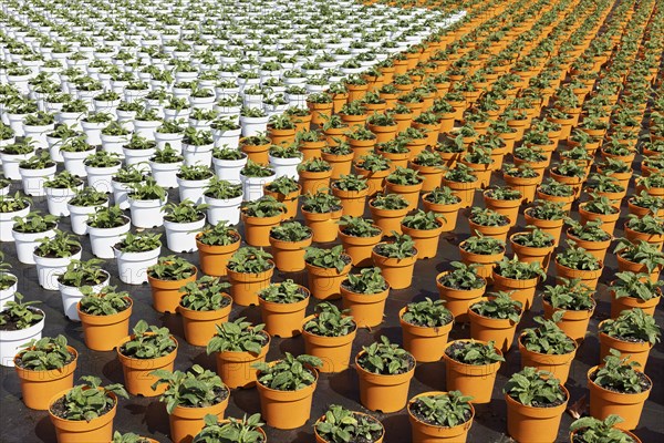 Field with yellow growing pots in a row, coneflower (Echinacea), nursery in the Volmerswerth