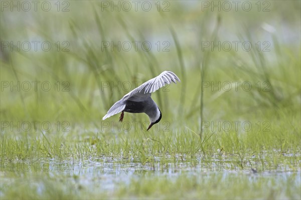 Whiskered tern (Chlidonias hybridus) (Chlidonias hybrida) fishing in marshland, migratory bird