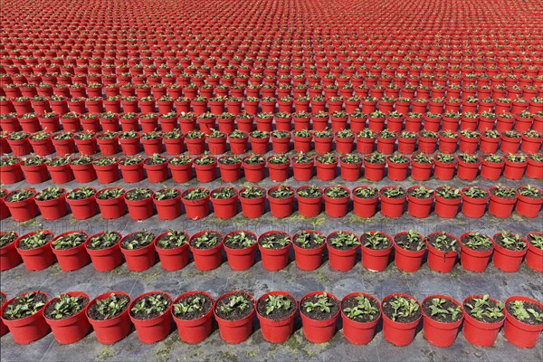 Field with red growing pots in a row, coneflower (Echinaceae), nursery in the Volmerswerth