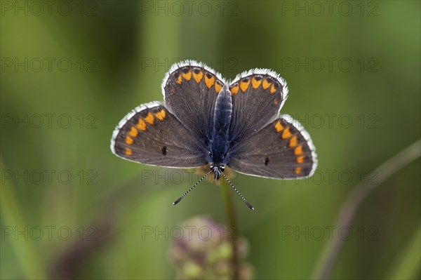 Brown Argus (Aricia agestis)