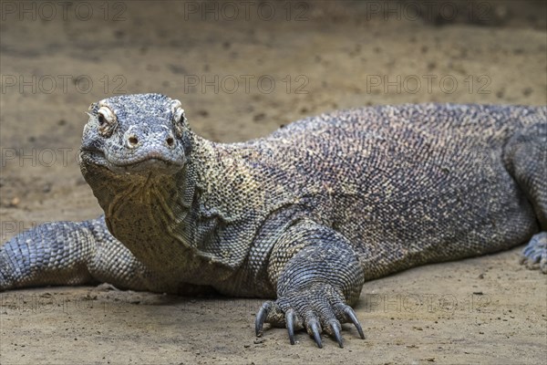 Komodo dragon, Komodo monitor (Varanus komodoensis), giant lizard native to the Indonesian islands