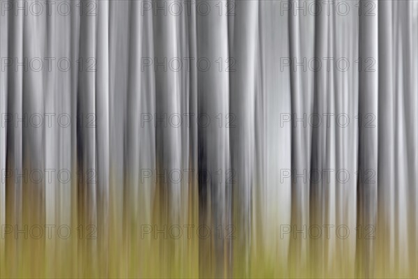 Abstract image of aspen tree trunks in forest