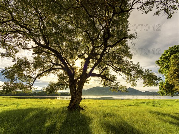 Sunrise and sunbeams, tree on green meadow by the lake, Kandalama Lake, Dambulla, Sri Lanka, Asia