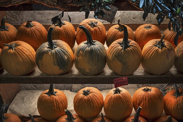 Shelves of Hokkaido pumpkins in a greengrocer's shop in the historic centre, Genoa, Italy, Europe