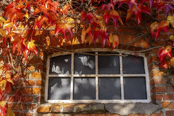 Autumn season, castle park and outbuildings, Ahrensburg, Schleswig-Holstein, Germany, Europe
