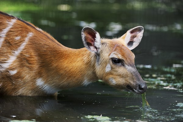 Western Sitatunga (Tragelaphus spekii gratus), female, captive, occurrence in Africa