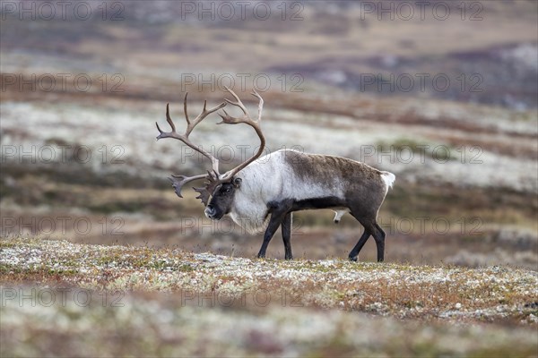 Wild mountain reindeer (Rangifer tarandus tarandus), bull in autumn tundra, Forollhogna National