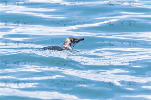 Dickschnabelpinguin (Eudyptes pachyrhynchus), Bootstour, Akaroa, Banks Peninsula, Canterbury,