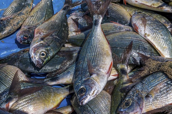 Fishes in close-up.Tarrafal. Santiago. Cabo Verde. Africa
