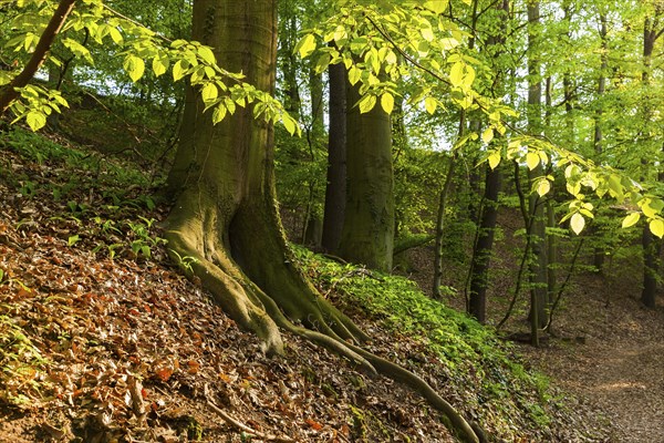 Diesbar SeuÃŸlitz