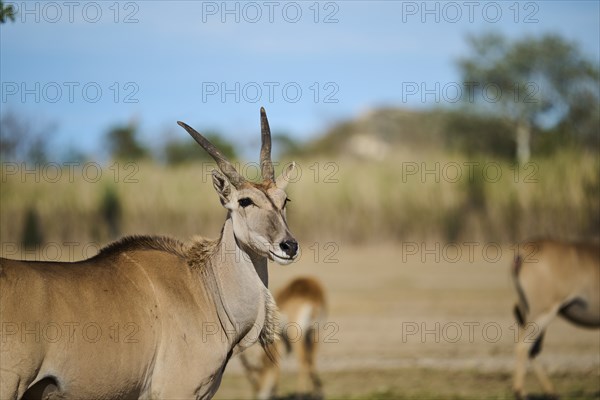 Common eland (Taurotragus oryx) standing in the dessert, portrait, captive, distribution Africa