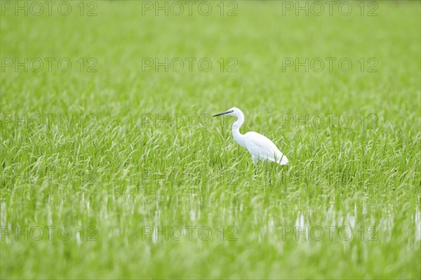 Great egret (Ardea alba) in a rice field, delte de'l ebre, Spain Europe