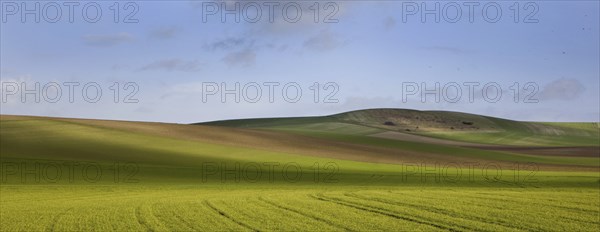 Agricultural landscape showing fields at the French Opal Coast, Côte d'Opale, France, Europe