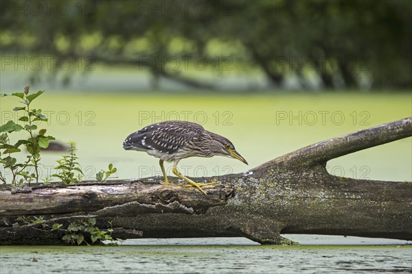 Black-crowned night-heron, black-capped night-heron (Nycticorax nycticorax) juvenile walking over