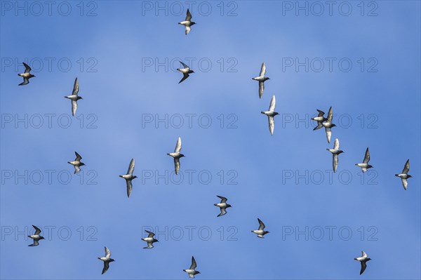Grey Plover (Pluvialis squatarola) birds in flight