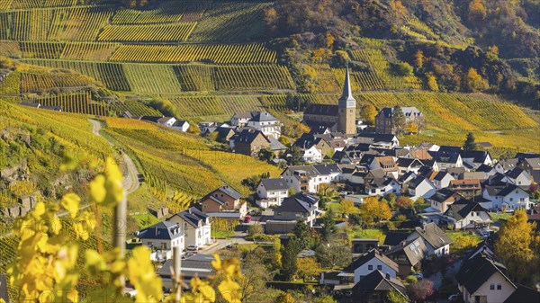 Vineyards in autumn, MayschoÃŸ with parish church, red wine growing region Ahrtal, red wine of the