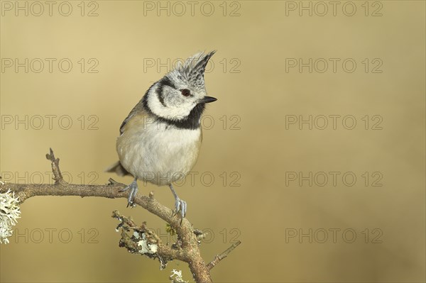 Crested tit (Lophophanes cristatus), sitting on a branch overgrown with reindeer lichen (Cladonia