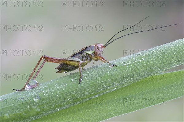 Rösel's mantis (Metrioptera roeselii) on reed stalk, Hesse, Germany, Europe