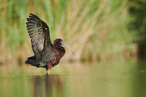Glossy ibis (Plegadis falcinellus) cleaning its feathers in the water shaking its wings, Camargue,