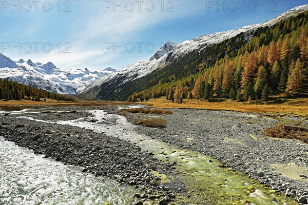 Autumn coloured larch forest (Larix), at the river Roseg, Val Roseg, Pontresina, Graubünden,