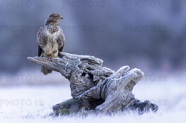 Common steppe buzzard (Buteo buteo) sitting on old root, light morph, lying in wait, bird of prey,