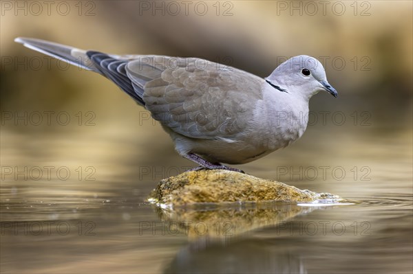Eurasian collared dove (Streptopelia decaocto) on a stone, wildlife, Germany, Europe