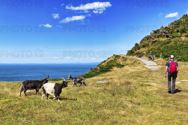 Goats on the South West Coast Path, coastal path, Valley of the Rocks, rocky coast in Exmoor