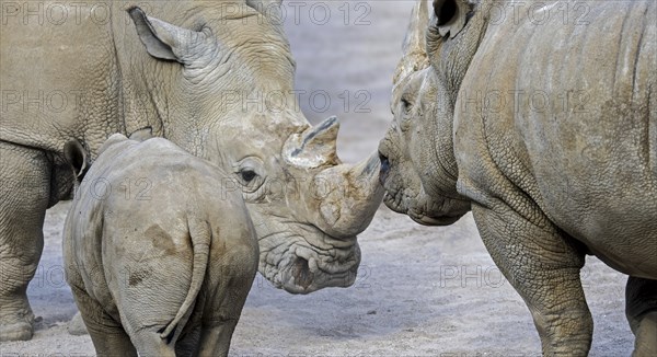 White rhinoceros (Ceratotherium simum), white rhino female defending baby calf while facing male