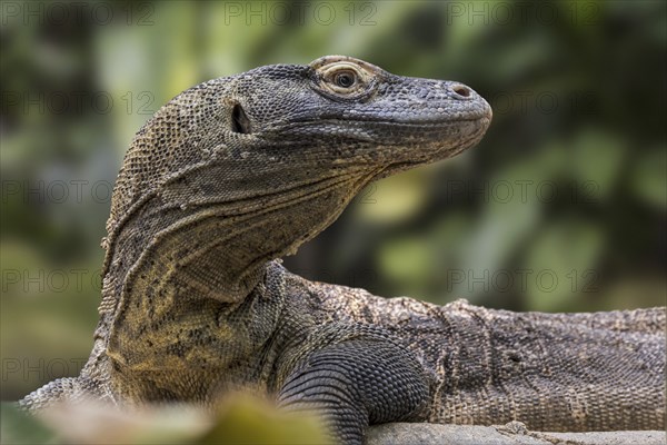 Komodo dragon, Komodo monitor (Varanus komodoensis) close-up, giant lizard native to the Indonesian