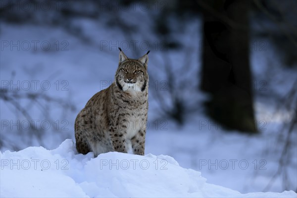 Carpathian lynx (Lynx lynx carpathicus), adult, in winter, in snow, alert, Bavarian Forest,
