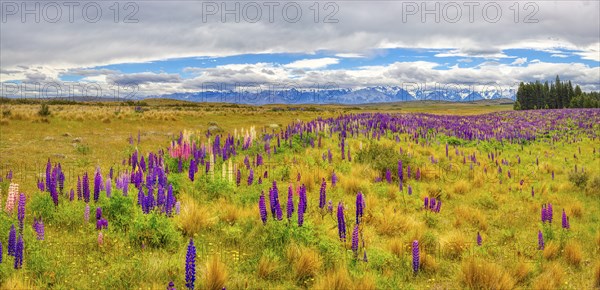 Lupinen (Lupinus), Highway 8, Otago, Neuseeland