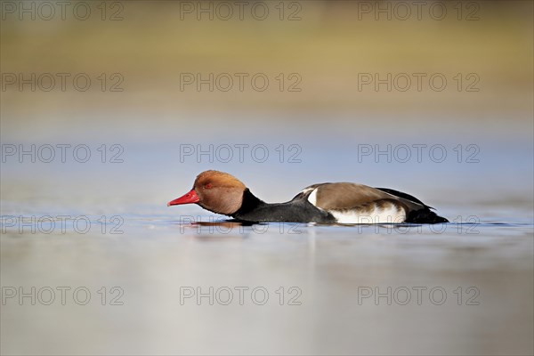 Red-crested pochard (Netta rufina), male swimming, Lake Zug, Switzerland, Europe