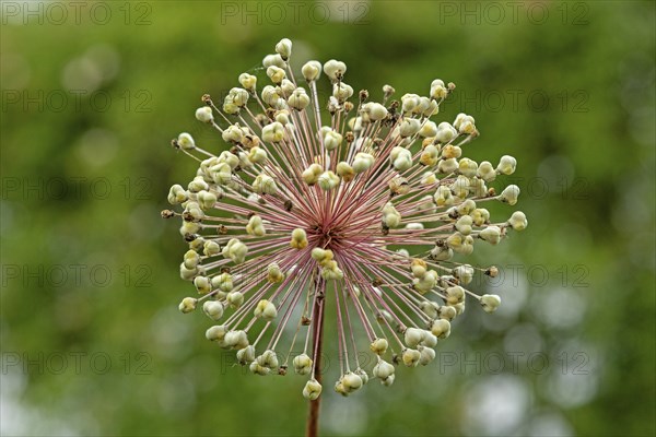 Onion blossom, Glücksburg, Schleswig-Holstein, Germany, Europe